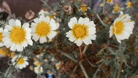 Close view of beautiful  chamomile flowers Stock Footage 138327928