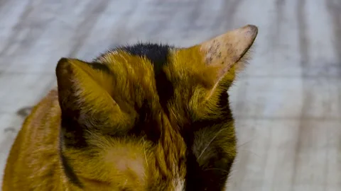 Close up view of a beautiful chimera cat with unique split face coloration a Stock Footage 345172261