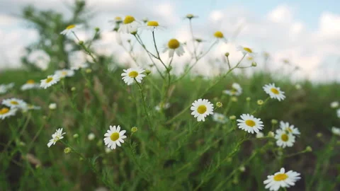 Close up view of beautiful common daisies in green meadow under blue sky Stock Footage 263318025