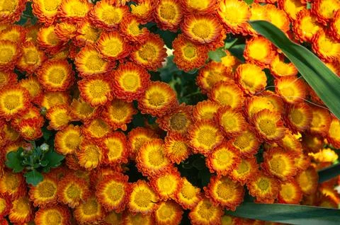 Close up view of a beautiful dense bush of vibrant orange and yellow chrysa.. Stock Photos
