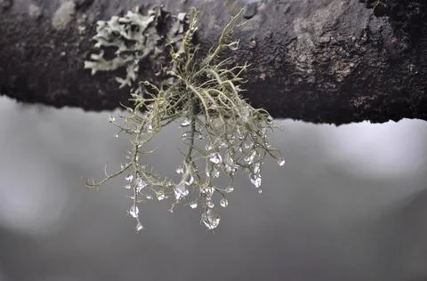 Close view of Beautiful dew drops Stock Photos