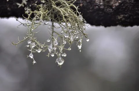 Close view of Beautiful dew drops Stock Photos