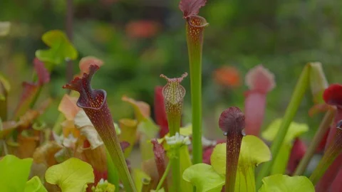 Close up View of beautiful flower in Cloud Forest, Gardens by the Bay Stock Footage 115272456