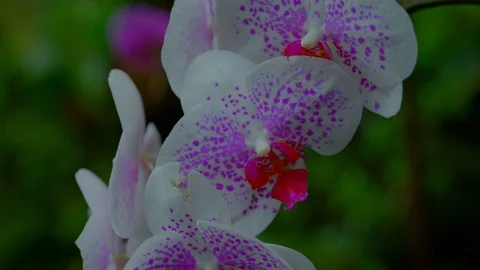 Close up view of a beautiful flower in Cloud Forest Stock Footage 115272608