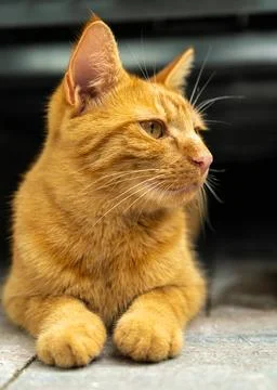 Close up view of beautiful ginger cat with bright eyes, soft fur. Detailed .. Stock Photos