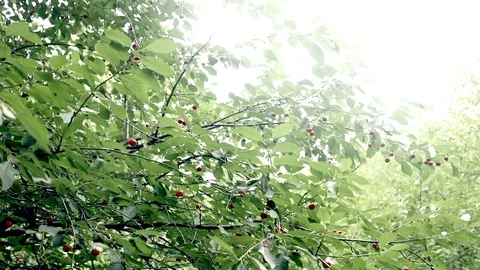 Close up view of beautiful green tree with red ripened cherries hanging on a Видео 91901671