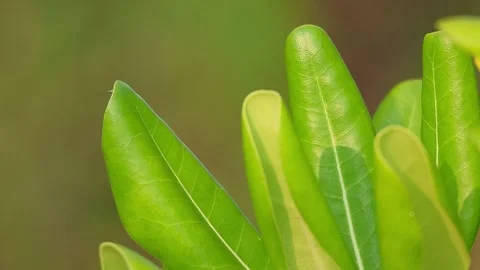 Close-up view of beautiful light green Japanese pittosporum leaves, 4K Stock Footage 340243427