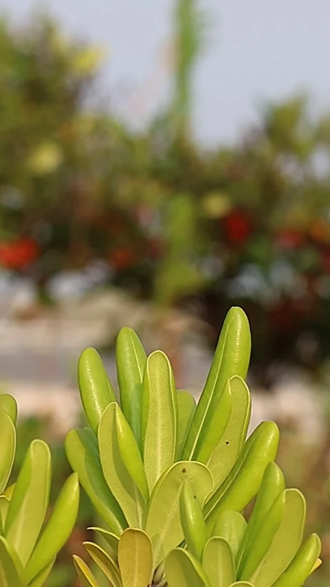 Close-up view of beautiful light green Japanese pittosporum leaves, 4K Stock Footage 340243428