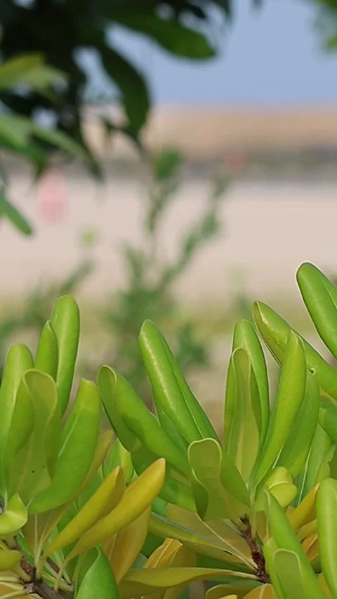 Close-up view of beautiful light green Japanese pittosporum leaves, Vertical 库存影片 340243465