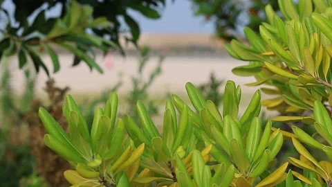 Close-up view of beautiful light green Japanese pittosporum leaves, morning, 4K Stock Footage 340243468
