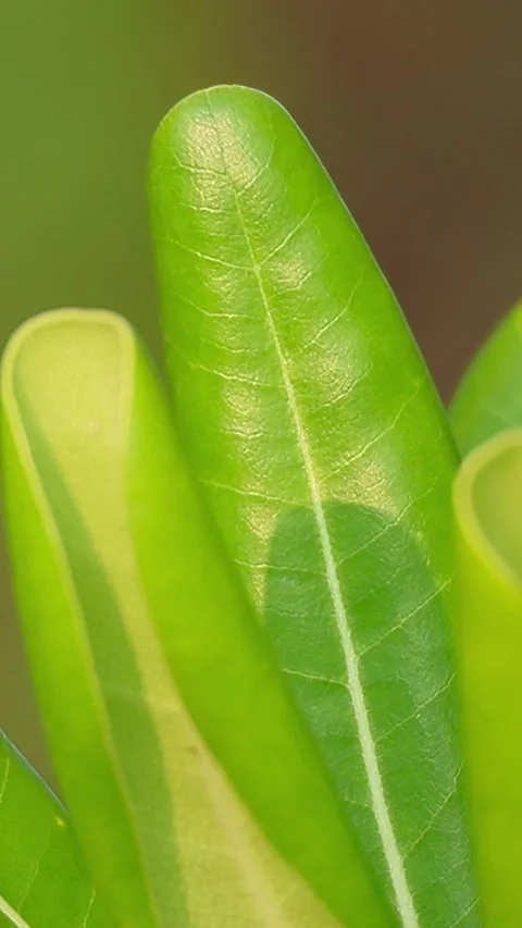 Close-up view of beautiful light green Japanese pittosporum leavesVertical 库存影片 340243475