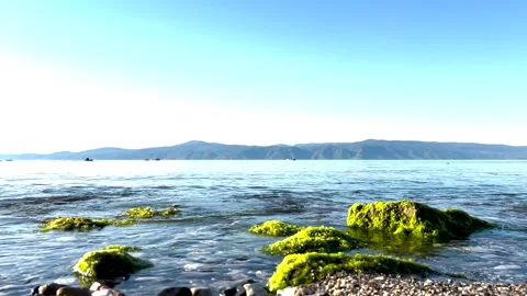 Close up view of a beautiful pebbly and mossy beach from a good angle Stock Footage 310173776