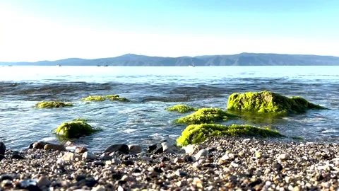 Close up view of a beautiful pebbly and mossy beach from a good angle Stock Footage 310173876