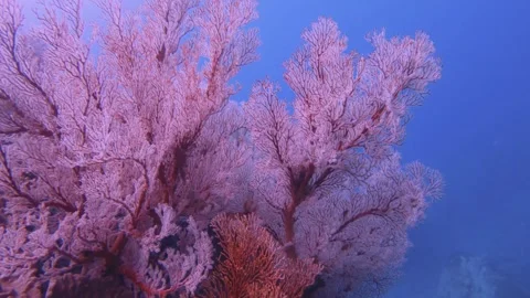 Close up view of beautiful pink red gorgonian sea fan and finger leather corals  Stock-Footage 263017894