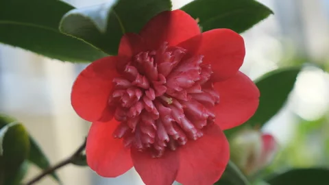 A close up view of beautiful red flower. Stock Footage 124291658