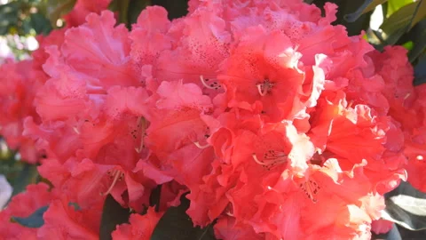 A close up view of beautiful red flowers outdoors. Stock Footage 250570090