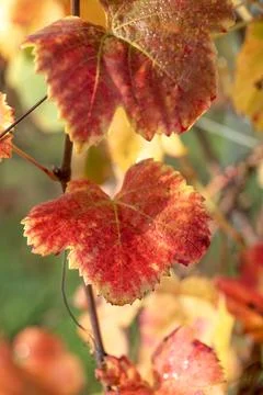 Close-up view of a beautiful red leaf of a vine growing in a field in autumn Stock Photos