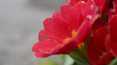 Close up view of the beautiful red primroses in the garden by blowing wind Stock Footage 62670857