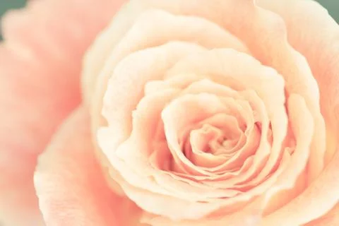 Close up view of a beautiful rose Stock Photos