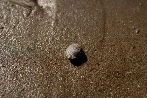 A Close-Up View of a Beautiful Seashell on the Sandy Shore, Capturing the I.. 스톡 사진