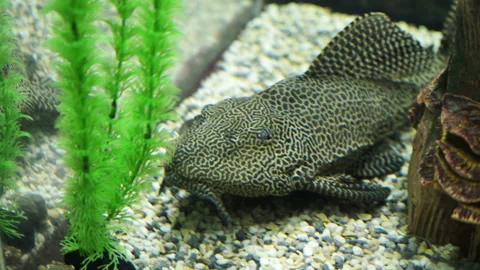 Close-up view of beautiful small spotted catfish floating on the bottom of Stock Footage 177395349