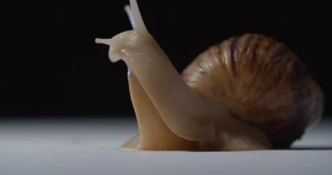 Close up view of a beautiful snail lowering its head to the ground, 4k Stock Footage 158161724