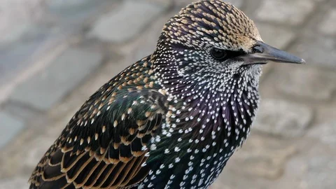 Close up view of a beautiful starling bird, Sturnidae. Real time, blurred Stock Footage 120088491