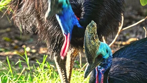 Close up view of a beautiful wild southern cassowary couple 스톡 동영상 334828975