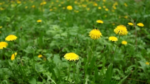 Close up view of the beautiful yellow dandelion on the meadow by blowing wind. Stock Footage 194857926