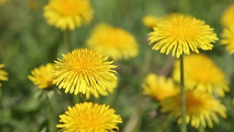 Close-up view of the beautiful yellow dandelions HD   6415 Stock Footage 75717074
