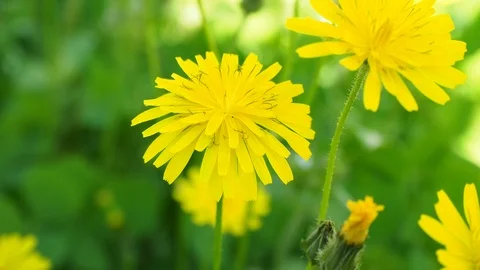 Close up view of the beautiful yellow dandelions,spring flowers Stock Footage 87161342
