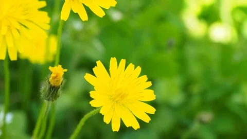 Close up view of the beautiful yellow dandelions,spring flowers Stock Footage 87162357
