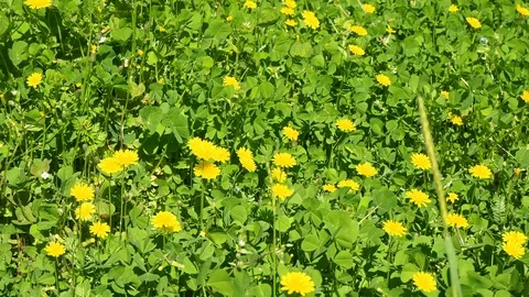 Close up view of the beautiful yellow dandelions,spring flowers Stock Footage 87168831