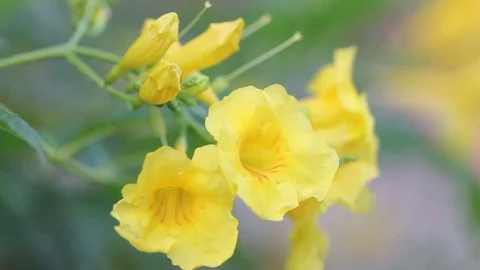 Close Up View Of The Beautiful Yellow Flower (Turnera subulata G.E.Sm.) Video stock 76962525