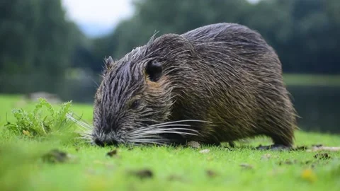 Close-up view of a beaver animal looking for food on grass field against lake Видео 164389756