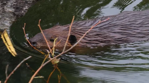 Close view of a beaver Stock Footage 252647324