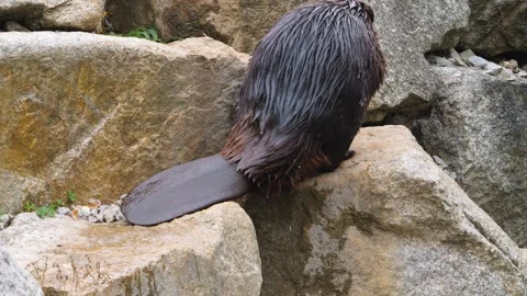 Close view of a beaver Stock Footage 252647404