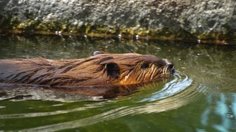 Close view of beaver swimming Video stock 251741421