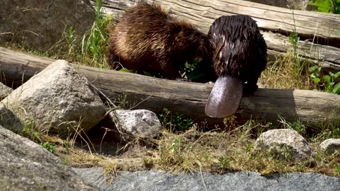 Close view of beavers Stock Footage 251759568