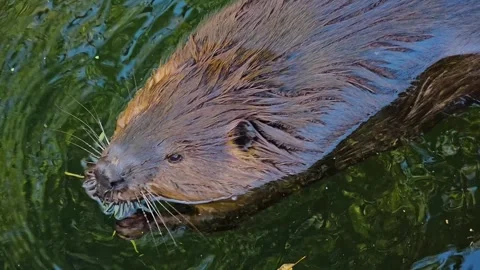 Close view of beavers head Stock Footage 274441600