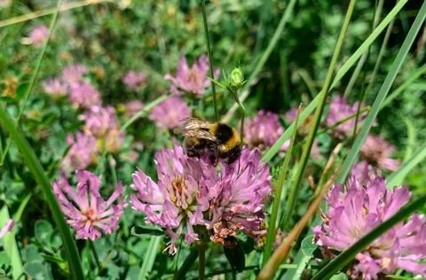 Close up view of bee on blooming red clover flower in summer green meadow Stock Photos