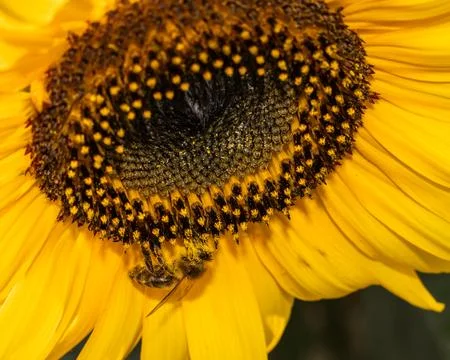Close view of a bee on a bright yellow sunflower, highlighting the intricat.. Foto stock