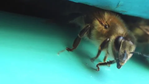 A close-up view of a bee carefully guarding its home. A detailed image of an Stock Footage 252179304