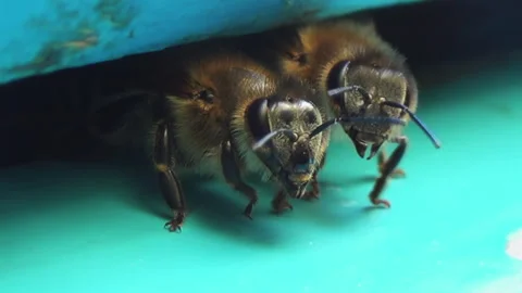 A close-up view of a bee carefully guarding its home. A detailed image of an Stock Footage 252564828