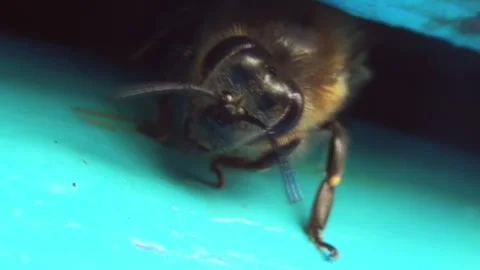 A close-up view of a bee carefully guarding its home. A detailed image of an Stock Footage 253076492