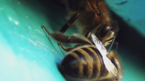 A close-up view of a bee carefully guarding its home. A detailed image of an Stock-Footage 262619590