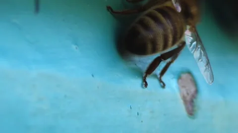 A close-up view of a bee carefully guarding its home. A detailed image of an Stock Footage 265083216
