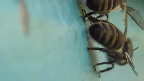 A close-up view of a bee carefully guarding its home. A detailed image of an Stock Footage 268215767