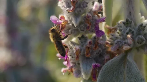 Close view of a bee collecting nectar Stock Footage 249891079