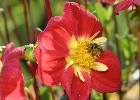Close up view of a bee collecting nectar on a red dahlia flower Foto stock